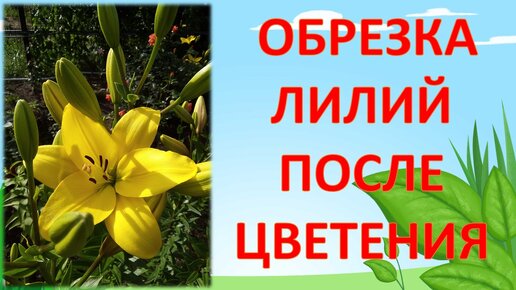 Лилии выращивание и правильная обрезка. Как и когда правильно обрезать лилии после цветения. Лилии выращивание и уход.