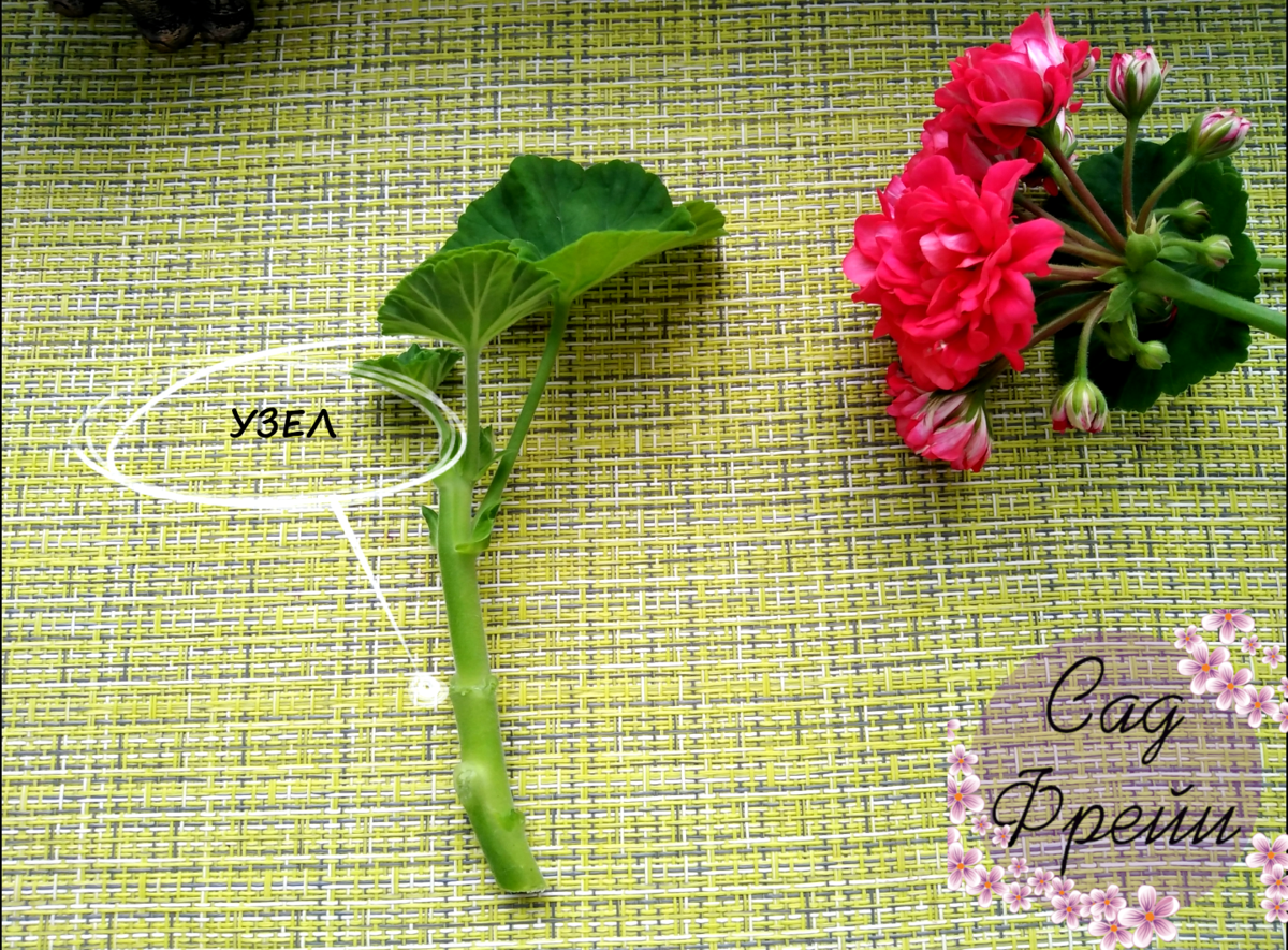 ,   :  -      - .           .-5