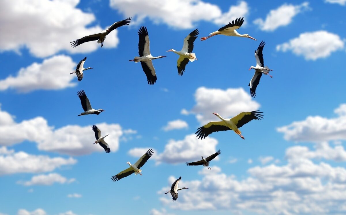 источник фото - Интернет. Если вы владелец и не согласны, удалим. 