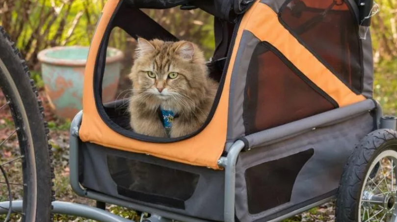 Кот на велосипедной прогулке