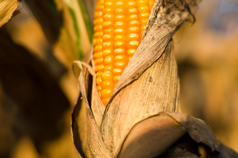 
Фото Theo Crazzolara / CC