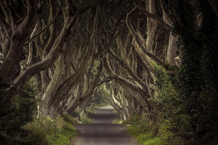 Буковая аллея, Северная Ирландия