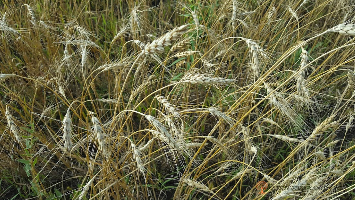 Фото из личных архивов Светланы Аюповой