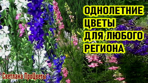 Беспроигрышные однолетние цветы цветущие все лето и осень для любого региона