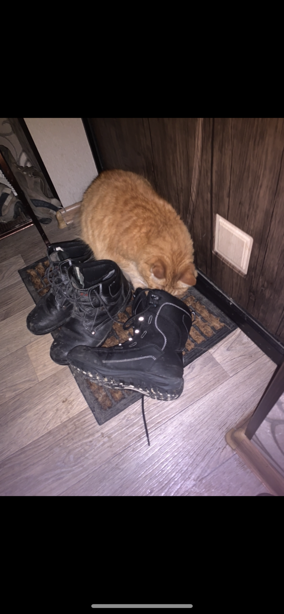 Рыжик просто изучал и обнюхивал, но никогда не метил