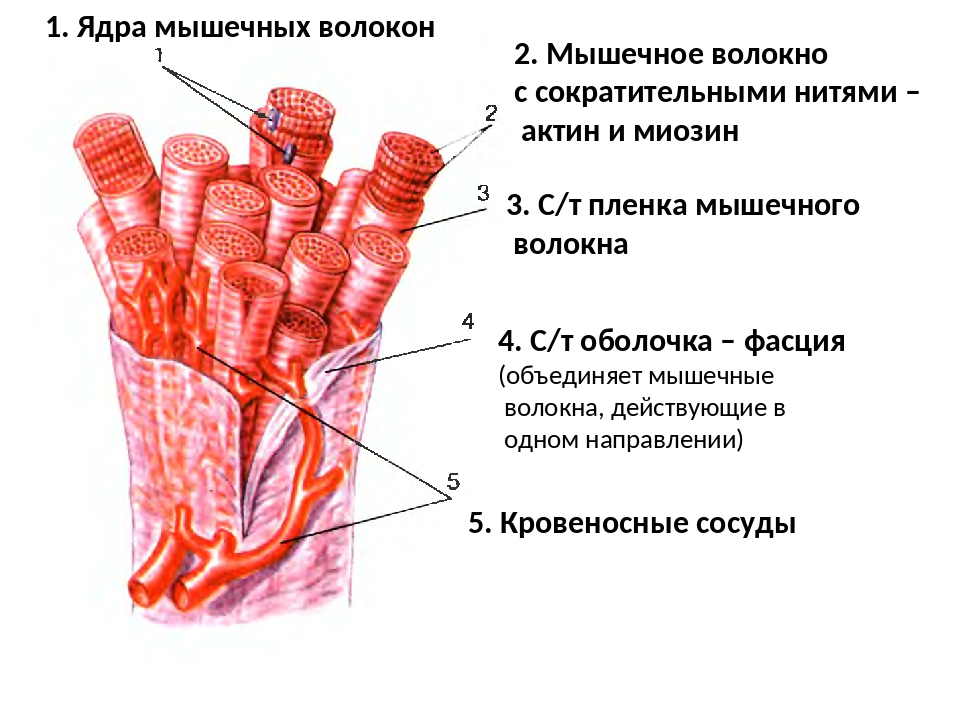 На рисунке изображены пучок мышечных волокон скелетной мышцы