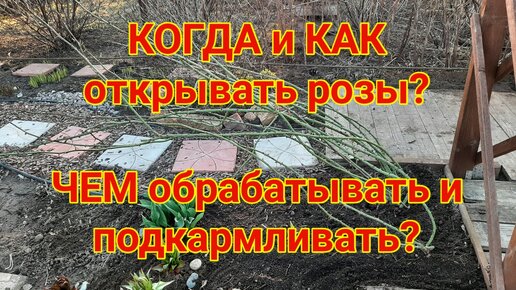 КОГДА и КАК открывать розы ЧЕМ обрабатывать и подкармливать