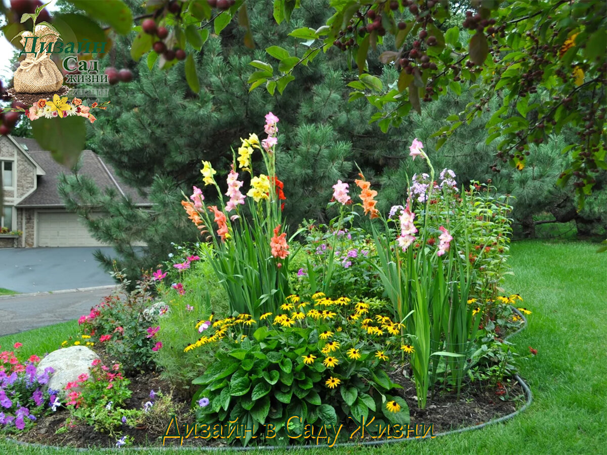 Гладиолусы в цветнике