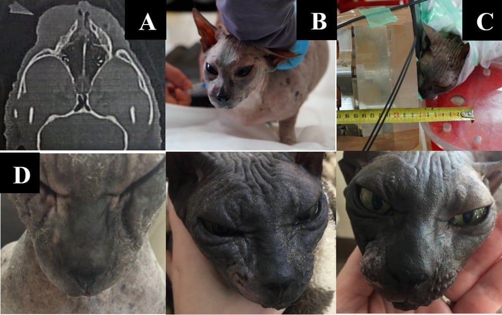    Кот Пушок до, во время и после терапии/ © V. Kanygin et al., 2022