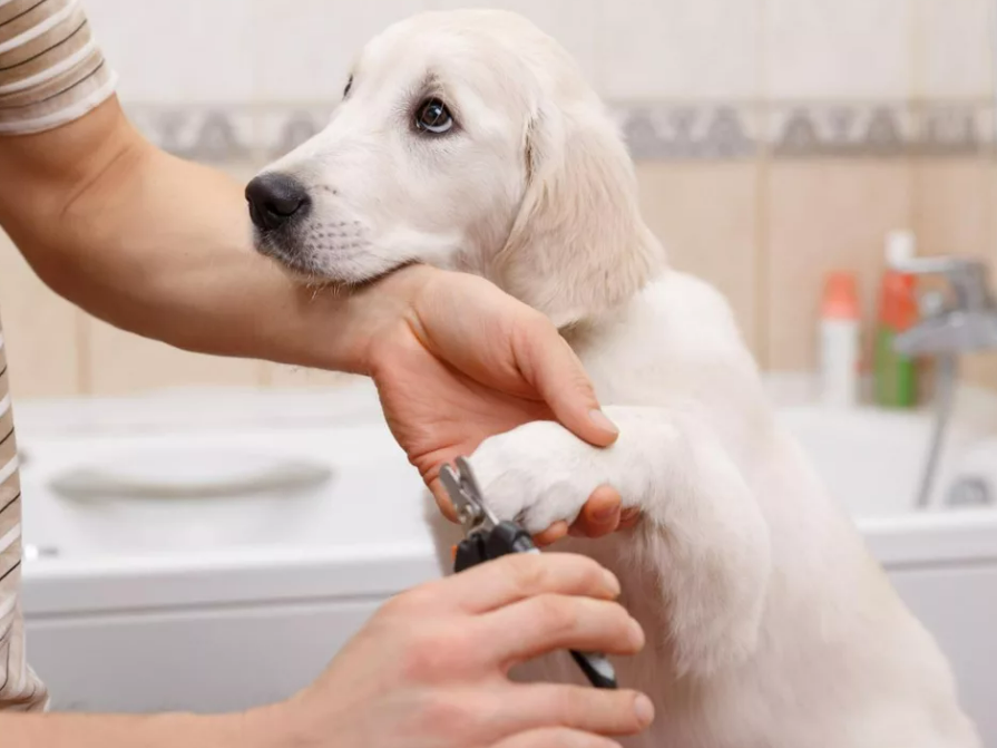 Фотография взята из источника mypets24.com
