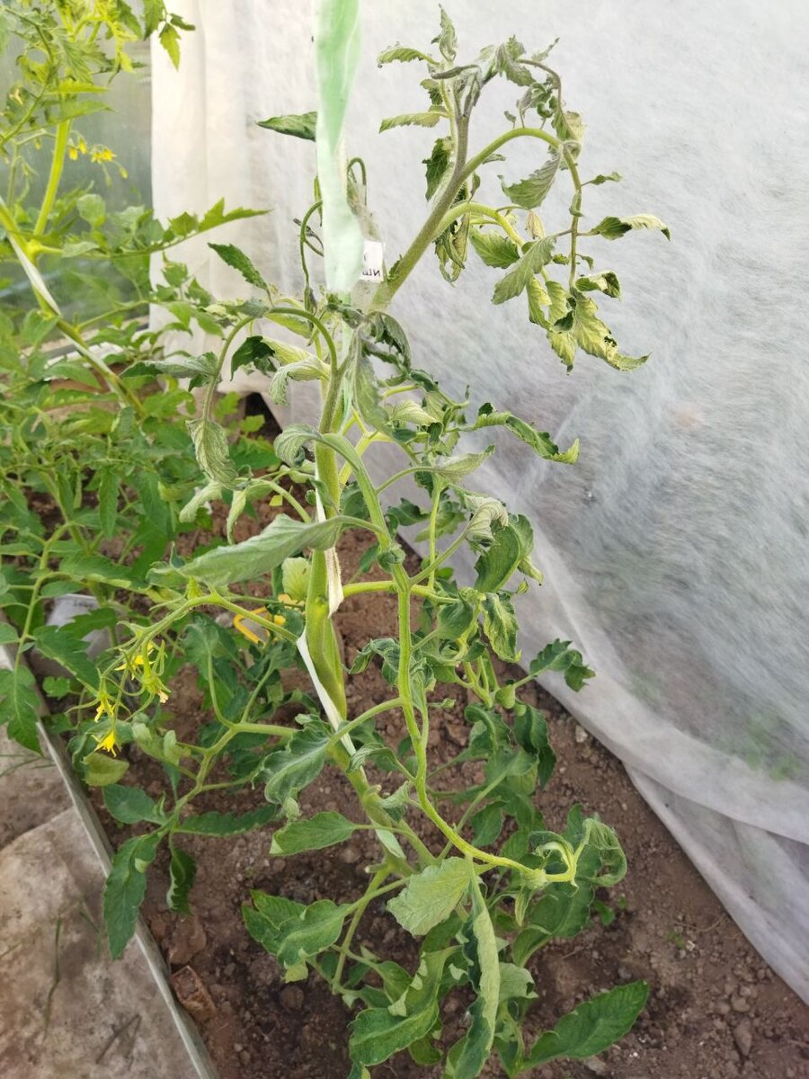 Началось на этом сорте - Ослиные уши (забегая вперед, скажу что на нем и не закончилось, а помидоры уже с яйцо)