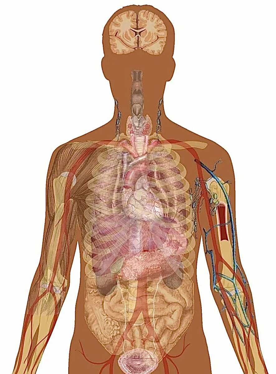 Организм человека внутри фото
