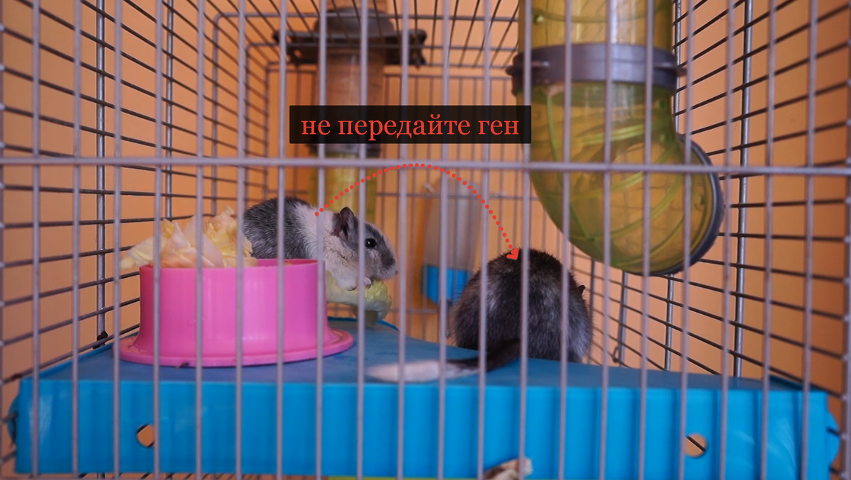 Если у вашей песчанки все-таки есть судороги, подумайте о том чтобы не спаривать ее, чтобы не передать ген.