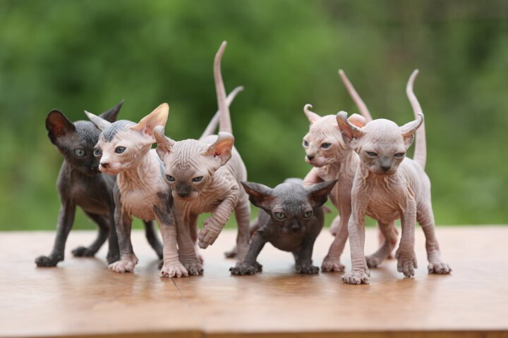 Котята канадского сфинкса.