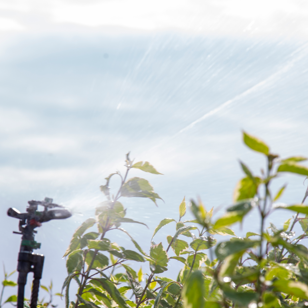 Полив в питомнике растений "Венев"