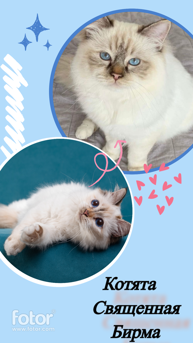 Только посмотрите на родителей этих малышей. Их красота завораживает.