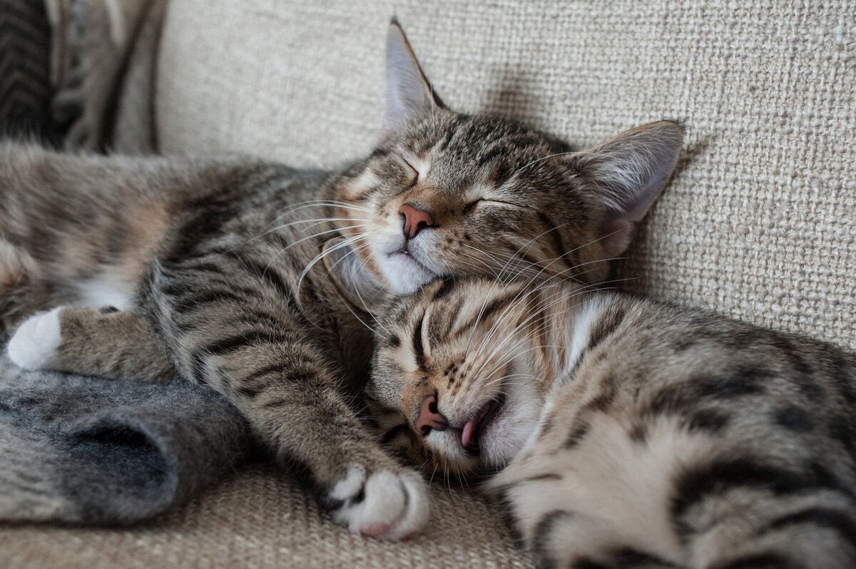     Почему кошка много спит: это болезнь или норма