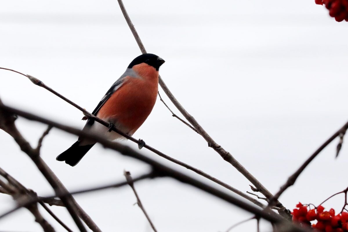    Давать птицам лучше всего орехи, кроме миндаля Анастасия Красушкина