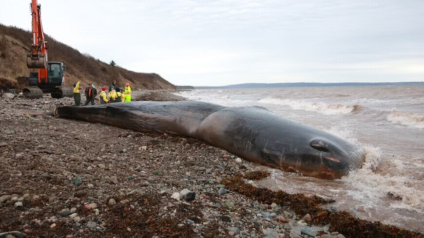    Marine Animal Response Society