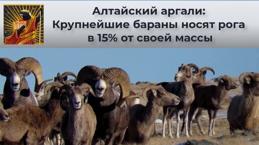 Алтайский аргали: Крупнейшие бараны носят рога в 15% от своей массы. С ними даже поспать нормально нельзя | Видео 🎥