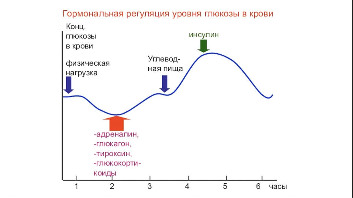 Механизмы поддержания уровня Глюкозы в крови. Механизмы регуляции уровня Глюкозы в крови. Гормональная регуляция уровня сахара в крови. Регуляция уровня сахара в крови физиология.