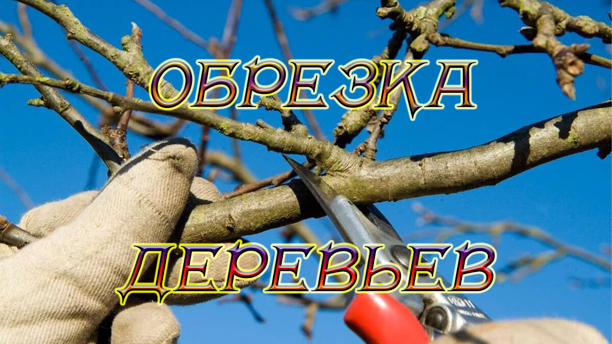 Источник фото: https://markik.ru/raznoe/obrezka-slivy-vesnoj-obrezka-slivy-vesnoj-kogda-i-kak-obrezat-derevo-dlya-horoshego-urozhaya-unian.html