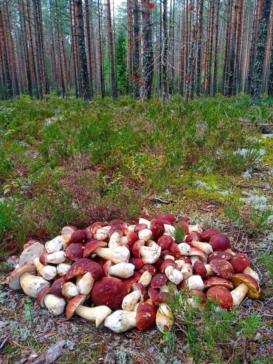 Белые грибы в Карелии. Фото из ВК