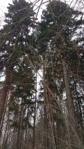 Лес около деревни, на карте он "Темный лес", в народе "казенный".
