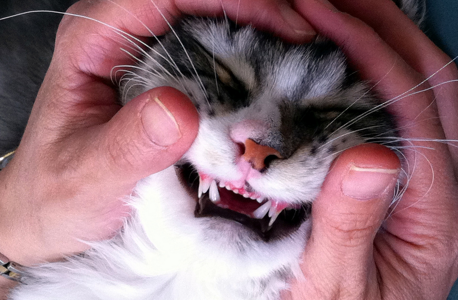 Когда меняются зубы у котят? | наши меньшие ❤ | Дзен
