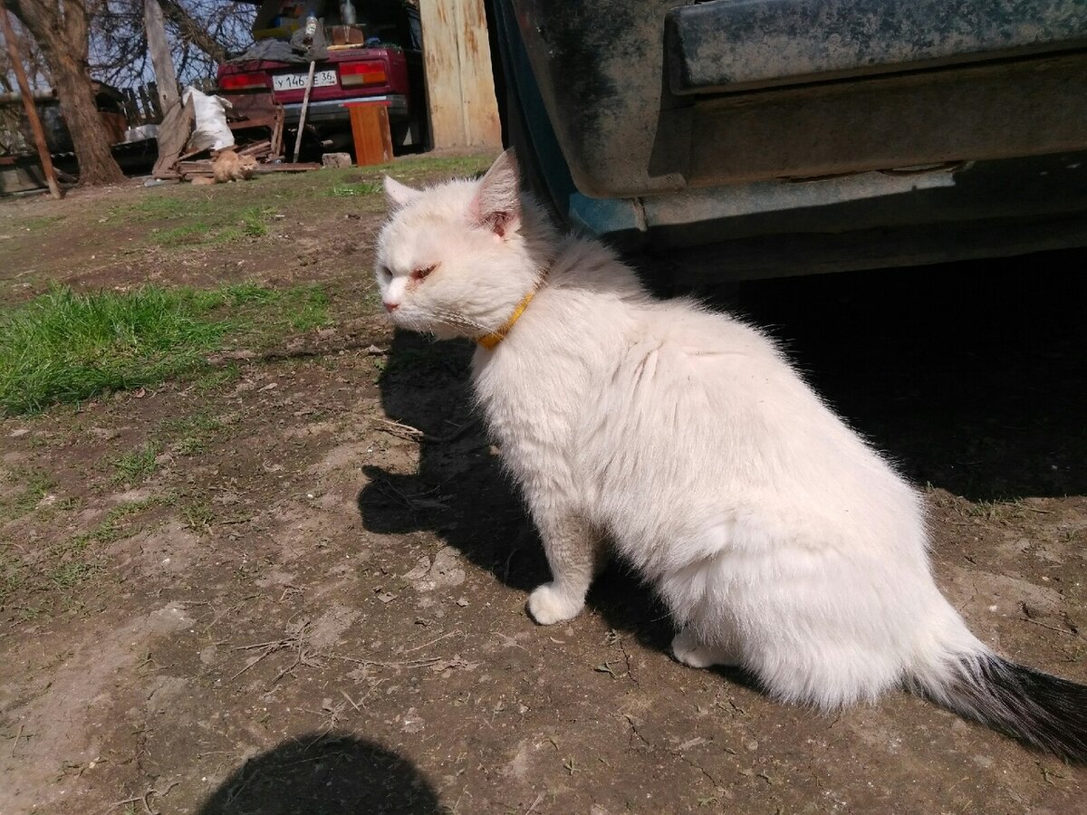 Бедненький котик