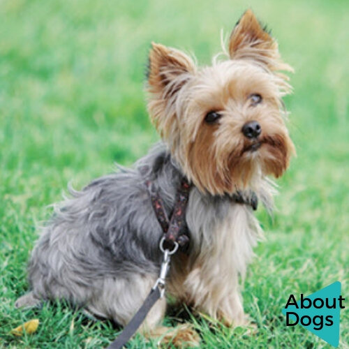 Йоркширский терьер