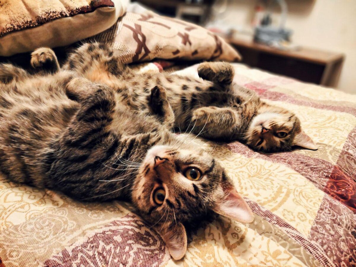 Дома на кровати