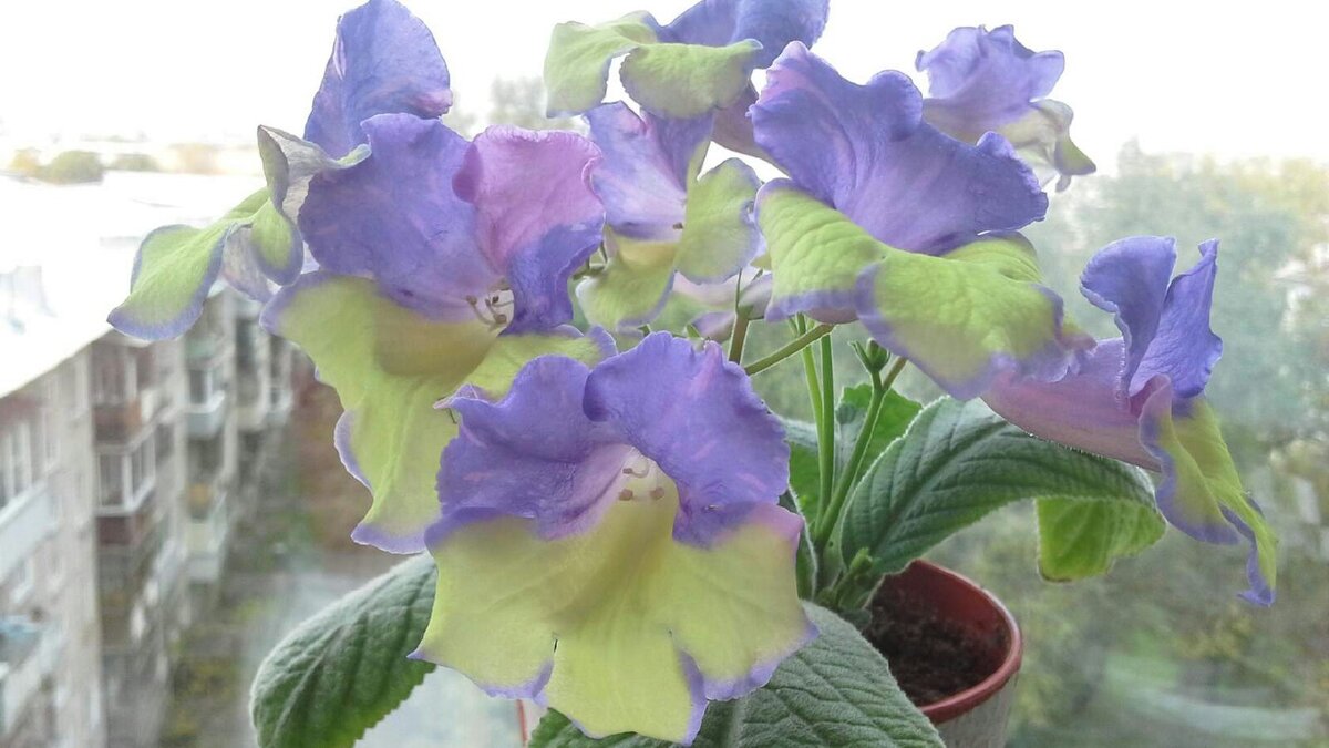 фото со страницы ВК продавца Анны Босых. Сорт: DS Радуга