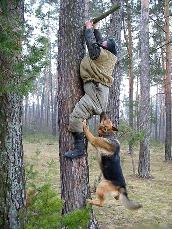 Почему пить охота. Прикольный охотник. Приколы про охотников. Собака на дереве.