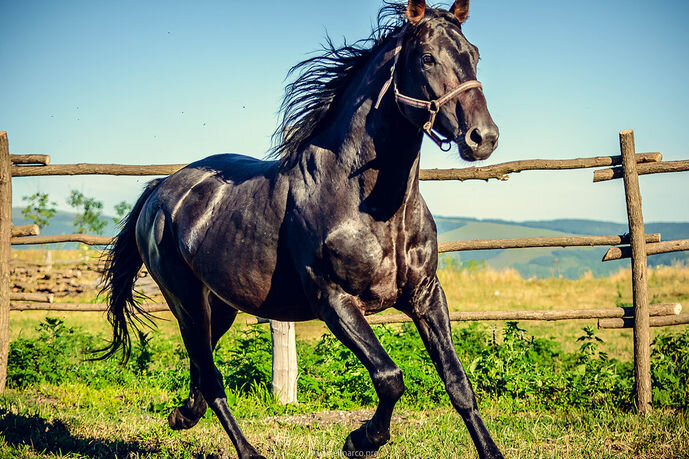 кабардинец