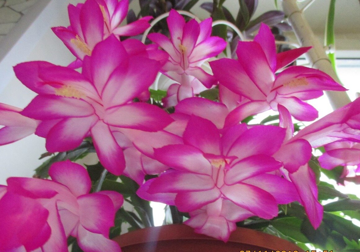 Фото -Татьяна Татьянина: декабрист радует пышным цветением