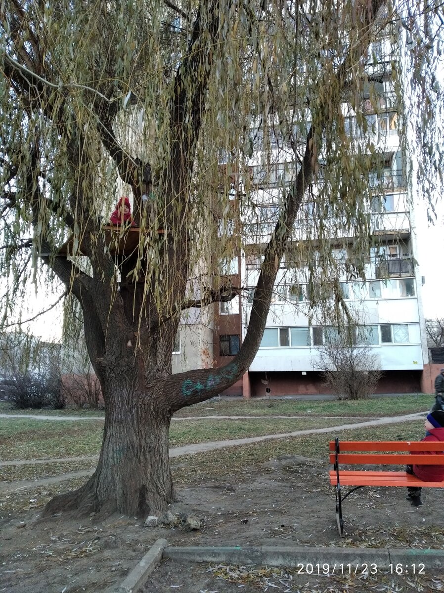 То самое дерево с неизвестно кем и когда построенным домиком.