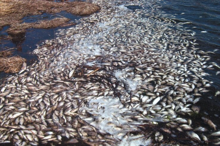 Взято из Яндекс картинок