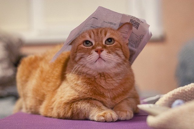Pixabay License Бесплатно для коммерческого использования 
Указание авторства не требуется