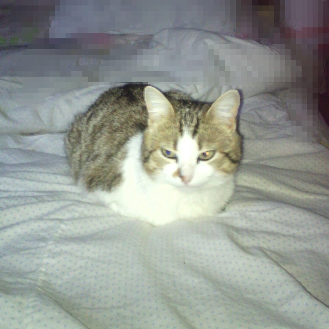 кот Шустрик