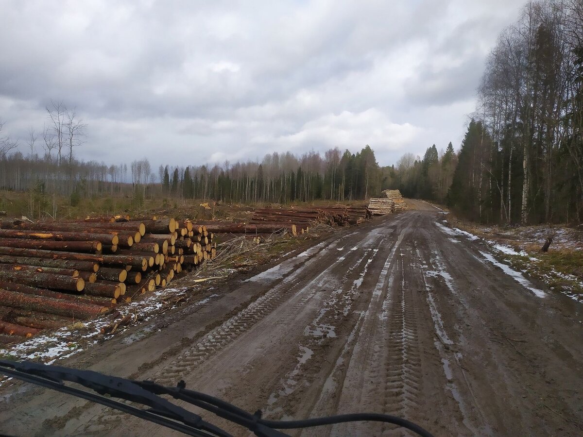 По лесовозным непролазным дорогам вепсского леса скатались до таинственных финских укреплений