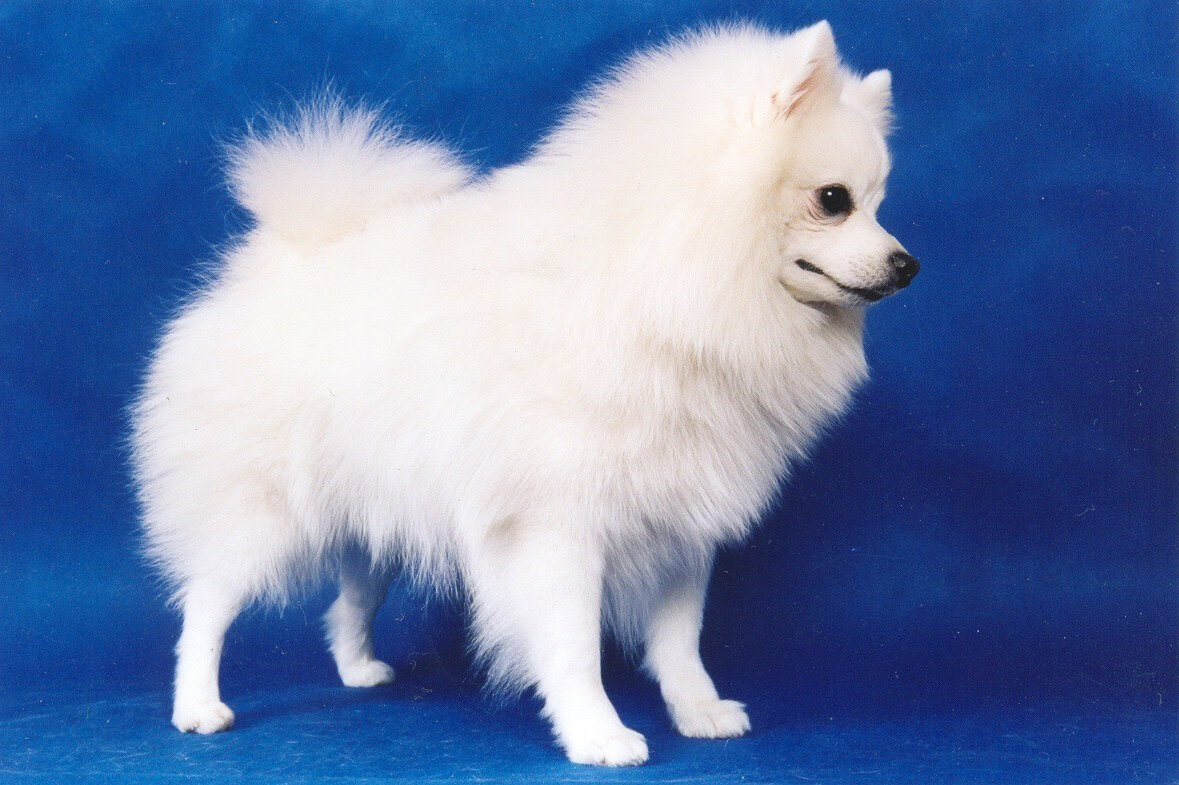 Фотографии с окрасами