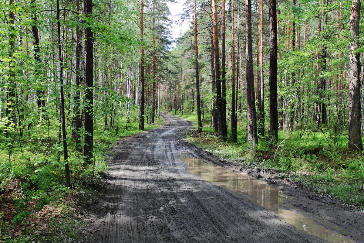 Караманов лесные картинки