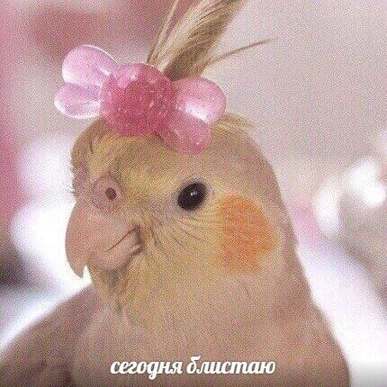Если вы хотите похвастаться своей новой фоткой, то вместе с ней можно скинуть вот это изображение.