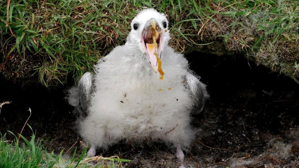 Птенец северного глупыша