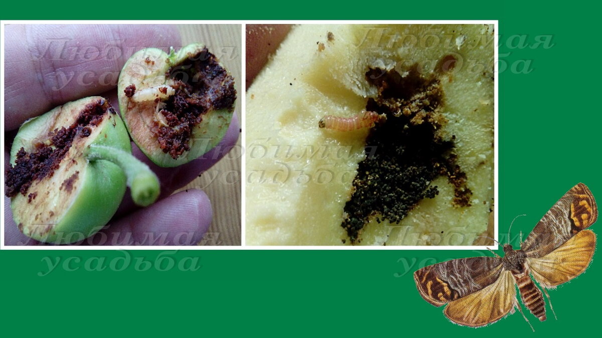 Плоды яблони и айвы, поврежденные  личинками яблонной плодожерки