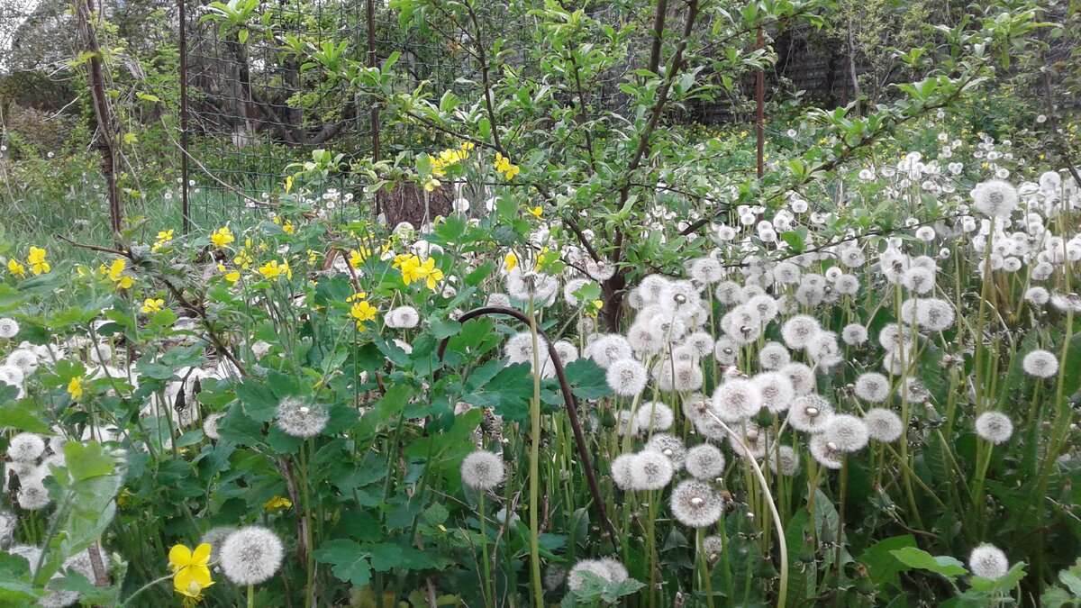 Дача на "самоизоляции"