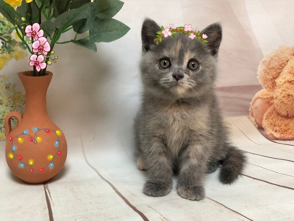 британская кошка из питомника House Arletta British