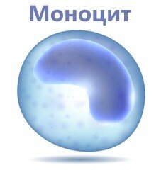 Моноциты  – это белые кровяные клетки без включений в цитоплазме (агранулоциты),  образование которых происходит в костном мозге. В организме они  выполняют важную функцию: участвуют в деятельности иммунной системы. В  составе крови эти лейкоциты пребывают не более трех суток после  появления ребенка на свет. Затем они разносятся по всему организму и  функционируют во всех системах, органах и тканях. Норма моноцитов у  детей говорит о слаженной работе иммунной системы и отсутствии нарушений  в процессе кроветворения.