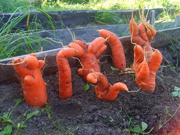 При внесении избытка навоза на грядку морковь вырастает витиеватой, уродливой формы Источник: https://vasha-teplitsa.ru/virashivanie/kakie-rasteniya-nelzya-podkarmlivat-navozom.html